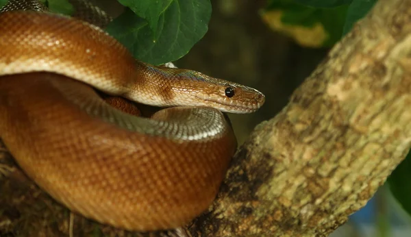 Arusha Meserani Snake Park