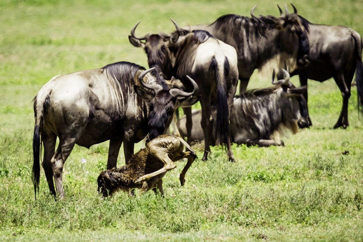 8 Days Calvin Season-Tanzania Safari